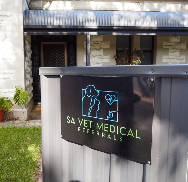 Veterinarian providing referral diagnostic care for a dog or cat